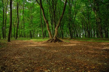 fairy tale picturesque forest scenery landscape colorful magical natural view of beautiful tree center of composition on empty small dirt meadow
