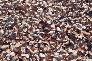 floor covered with brown dried leaves in a sunny day