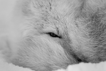 Lis polarny, południowy Spitsbergen © blackspeed