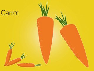 Carrot  sketch of organic natural vegetable. Colorful vector illustration can use for promotion, advertisement, with text; for agriculture themes, farm market and label design.