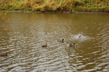 ducks in pond