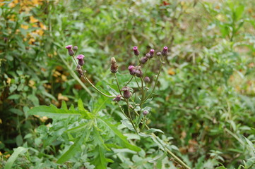 red flowers in the garden