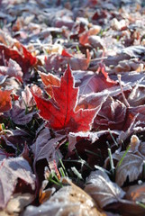 autumn leaves on ground