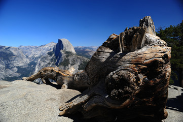 Tronco di albero con radici, morto, fa da cornice all'Half Dome nel parco Yosemite