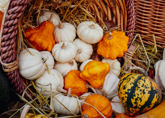 Brightly coloured pumpkins and squash (Cucurbita) of various types.