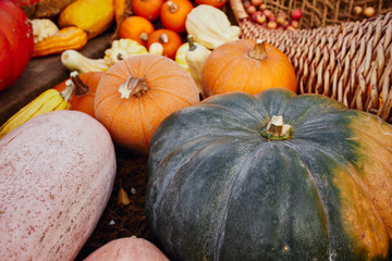 Brightly coloured pumpkins and squash (Cucurbita) of various types.