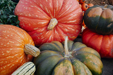 Brightly coloured pumpkins and squash (Cucurbita) of various types.