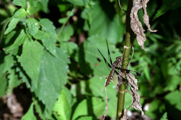 A common whitetail dragonfly on a weed stem in Missouri. Bokeh.