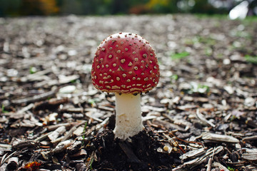 A bright red toadstool (Amanita muscaria) growing in a forest clearing.