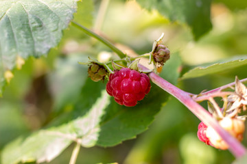 ripe raspberry. Red raspberries on the bushes. Red raspberries on a background of green plants