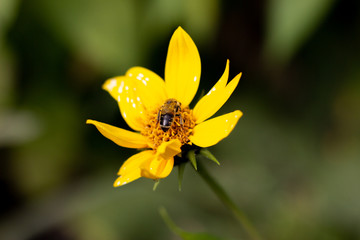 Autumn Sun Coneflower. A bee gathers nectar from yellow flower of the autumn. A bee collects nectar from a yellow flower. Bee collects nectar from yellow flowers