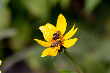 Autumn Sun Coneflower. A bee gathers nectar from yellow flower of the autumn. A bee collects nectar from a yellow flower. Bee collects nectar from yellow flowers
