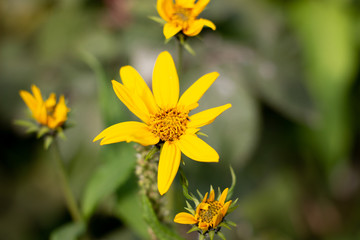 Macro photo nature blooming yellow rudbeckia flowers. Image of a flowering plant rudbeckia, yellow daisies. autumn flowers in the park. Yellow Rudbeckia Fulgida Flowers in the Garden. Nature concept
