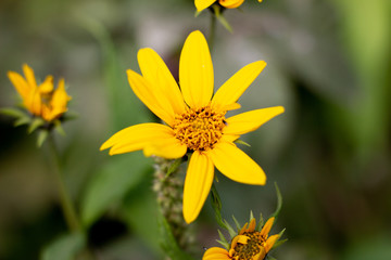Macro photo nature blooming yellow rudbeckia flowers. Image of a flowering plant rudbeckia, yellow daisies. autumn flowers in the park. Yellow Rudbeckia Fulgida Flowers in the Garden. Nature concept.