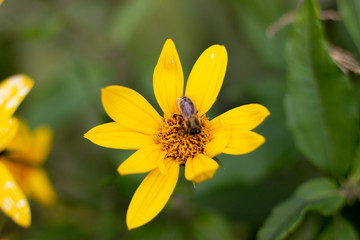 Autumn Sun Coneflower. A bee gathers nectar from yellow flower of the autumn. A bee collects nectar from a yellow flower