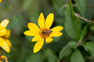 Autumn Sun Coneflower. A bee gathers nectar from yellow flower of the autumn. A bee collects nectar from a yellow flower