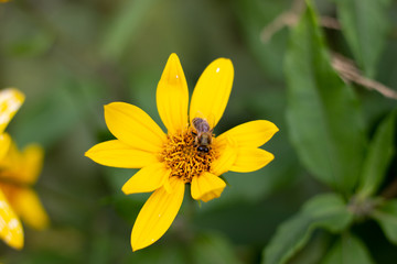 Autumn Sun Coneflower. A bee gathers nectar from yellow flower of the autumn. A bee collects nectar from a yellow flower