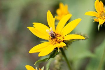 Autumn Sun Coneflower. A bee gathers nectar from yellow flower of the autumn. A bee collects nectar from a yellow flower