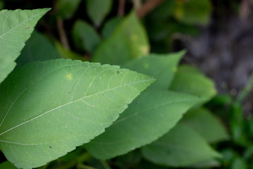 tropical foliage, stripes of large green leaf texture background. Green large leaves on dark background