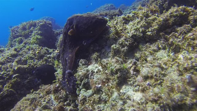 Octopus crawling On Rocky Reef. Octopi Changing Colour Camouflage & Dramatic Pattern. Graceful Squid In Sunlit Sea. Colourful Dangerous Marine Life & Beautiful Aquatic Underwater Wildlife