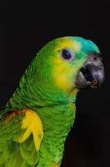 blue and yellow macaw