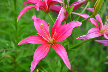 Lily pink color