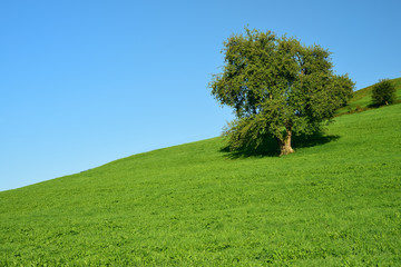 A big green deciduous tree stands in a green meadow on a gentle hill in the open air against a blue sky