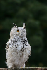 Snowy owl in flight with outstretched wings