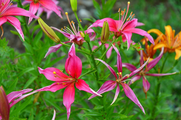 Fototapeta na wymiar Lily pink color