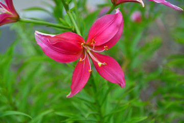 Lily pink color