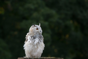 Snowy owl in flight with outstretched wings