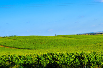 green field and blue sky