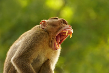 Alpha male bonnet macaque