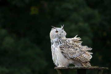 Snowy owl in flight with outstretched wings