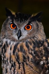 portrait of an eagle owl