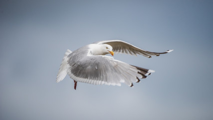 Herring Gull's flight