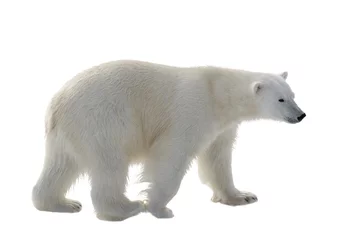Foto op Plexiglas Ijsbeer geïsoleerd op witte achtergrond © Alexey Seafarer