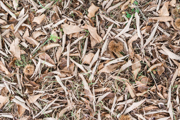 Chestnuts in autumn