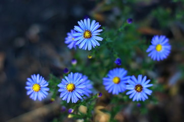 Wild Blue Flowers Blooming. Closeup Image garden