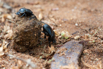 Dung beetle
