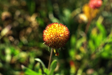 Beautiful fluffy autumn flower heads with seeds