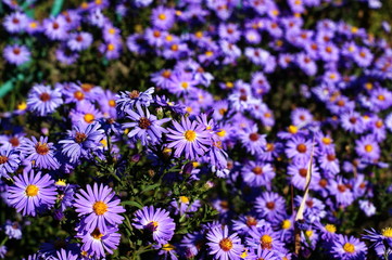 Wild Blue Flowers Blooming. Closeup Image garden