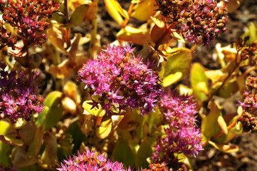 Flowering decorative purple-pink cabbage plant in garden.