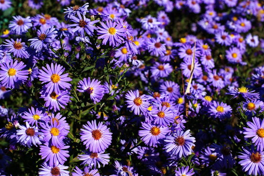 Wild Blue Flowers Blooming. Closeup Image garden