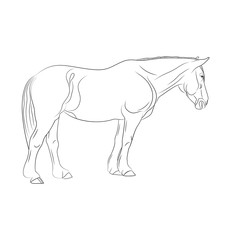 One horse is isolated on a white background, line art.