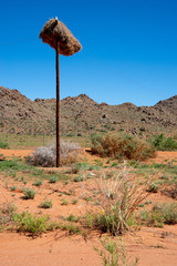 Fototapeta na wymiar Weaver Bird Nest on Power Pole in Namibia