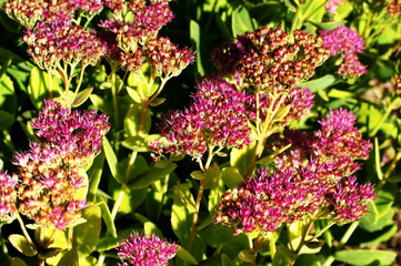 Fototapeta premium Flowering decorative purple-pink cabbage plant in garden.
