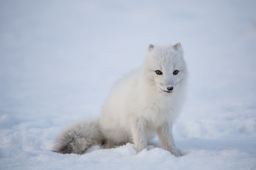 Lis polarny na pierwszym jesiennym sniegu © blackspeed