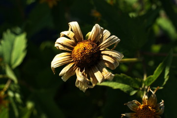 White Flower on background pink and white flowers.