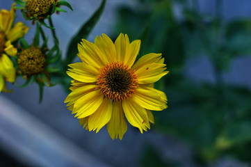 Yellow and red flower in the garden shined at sun